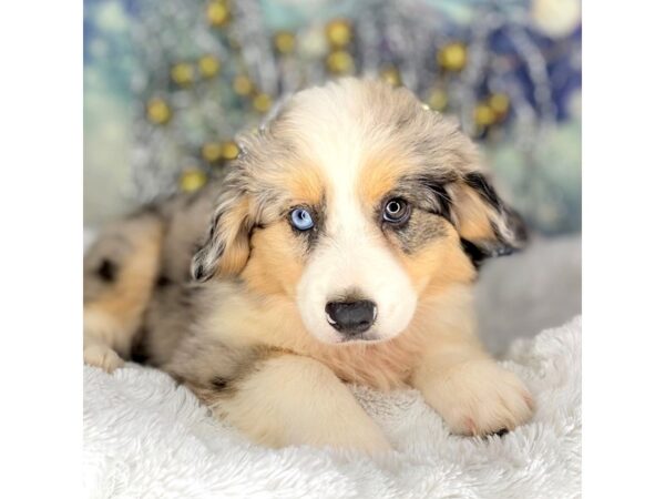 Miniature American Shepherd-DOG-Female-Blue Merle-2222-Petland Lancaster, Ohio