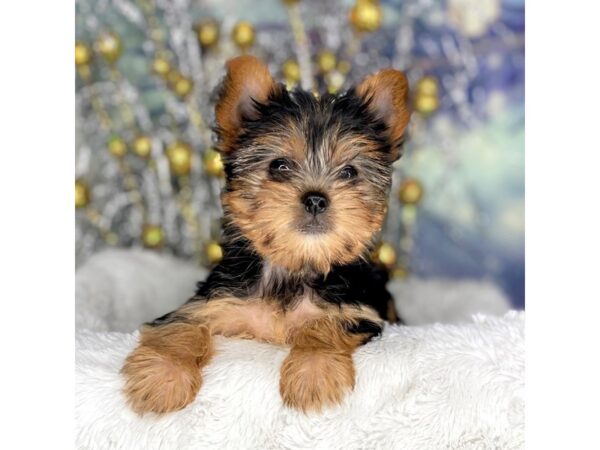 Yorkshire Terrier DOG Female Black / Tan 2223 Petland Lancaster, Ohio