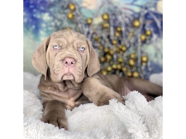 Neapolitan Mastiff-DOG-Female-Tawny-2224-Petland Lancaster, Ohio