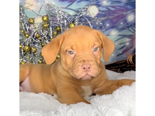 Dogue De Bordeaux-DOG-Male-Red-2231-Petland Lancaster, Ohio