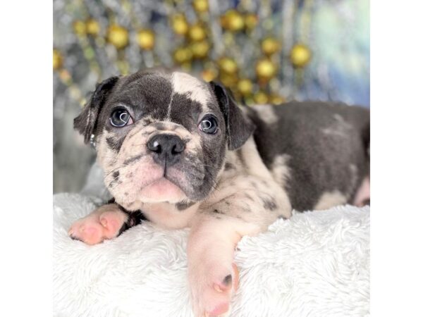 Frenchton DOG Male Blue Merle 2230 Petland Lancaster, Ohio