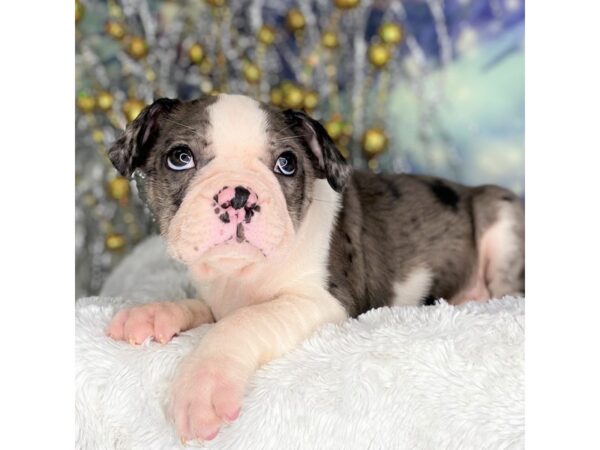 Boston Terrier DOG Male Blue Merle 2228 Petland Lancaster, Ohio