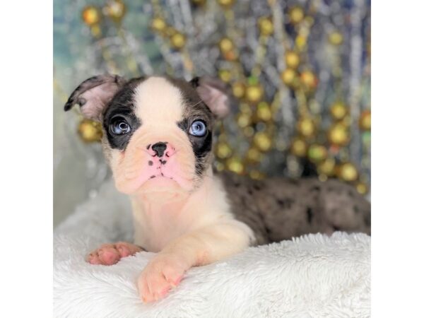 Boston Terrier DOG Female Blue Merle 2227 Petland Lancaster, Ohio