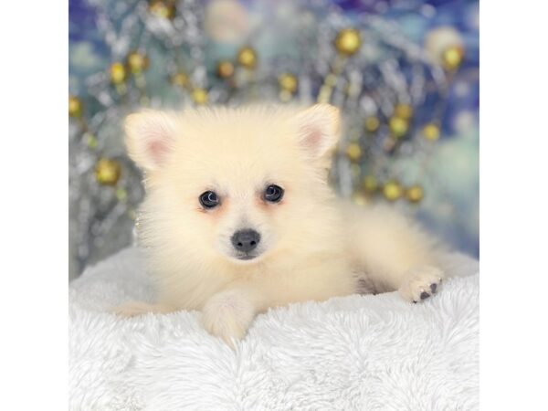 Pomeranian-DOG-Male-Cream-2248-Petland Lancaster, Ohio