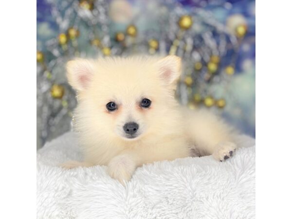 Pomeranian DOG Male Cream 2248 Petland Lancaster, Ohio