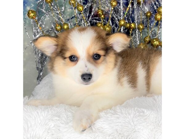 HavaPom DOG Male brown&white 2242 Petland Lancaster, Ohio