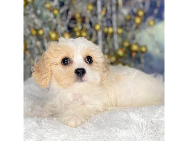 Cavachon DOG Female white&cream 2241 Petland Lancaster, Ohio