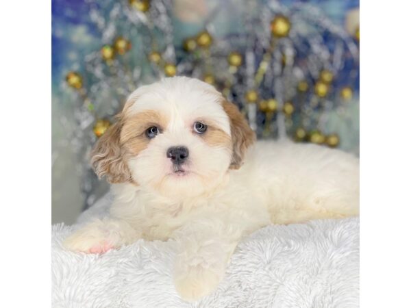 Shihpoo DOG Female brown&white 2239 Petland Lancaster, Ohio