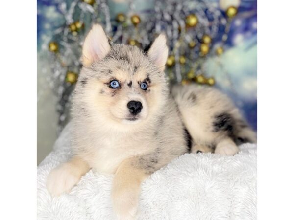 Pomsky DOG Female Blue Merle / Tan 2238 Petland Lancaster, Ohio