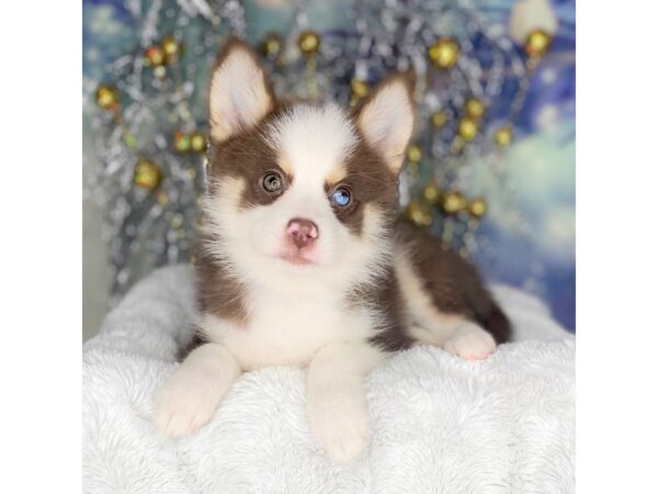 Pomsky DOG Female Chocolate White Tan 2237 Petland Lancaster, Ohio