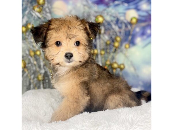 Papi Poo-DOG-Female-Gold-2236-Petland Lancaster, Ohio