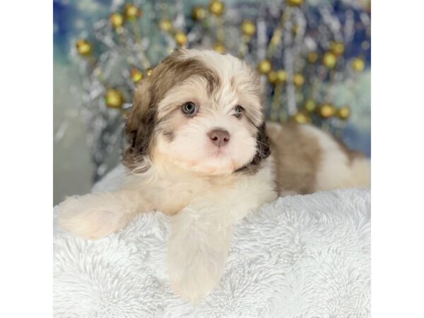 Shihpoo DOG Female 2235 Petland Lancaster, Ohio