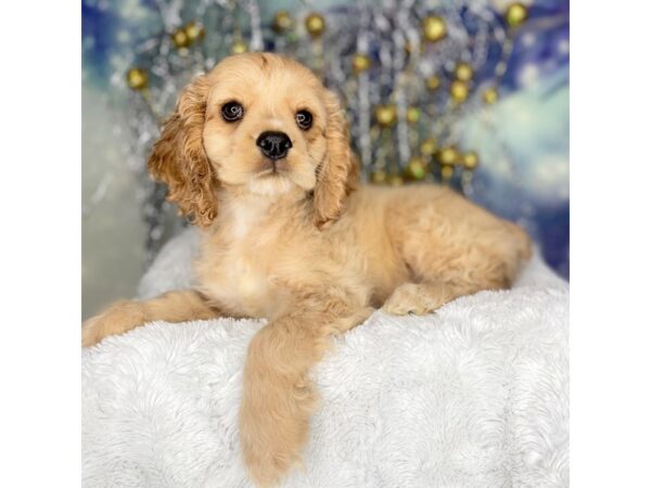 Cocker Spaniel DOG Female Buff 2234 Petland Lancaster, Ohio