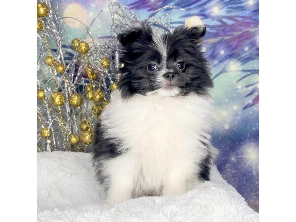 Shiranian DOG Female Black / White 2233 Petland Lancaster
