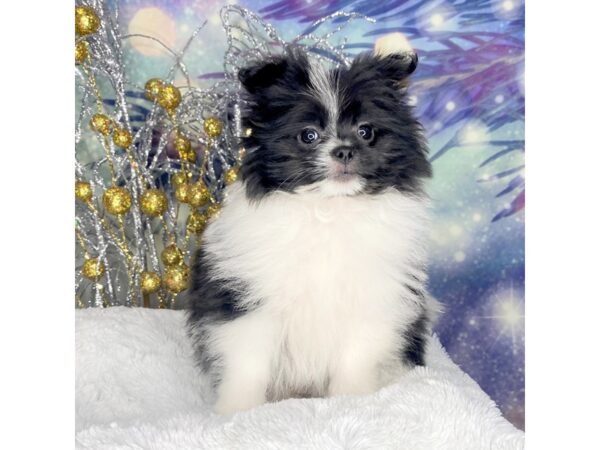 Shiranian-DOG-Female-Black / White-2233-Petland Lancaster, Ohio