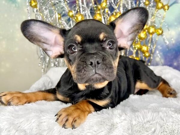 French Bulldog DOG Female Black / Tan 2225 Petland Lancaster, Ohio