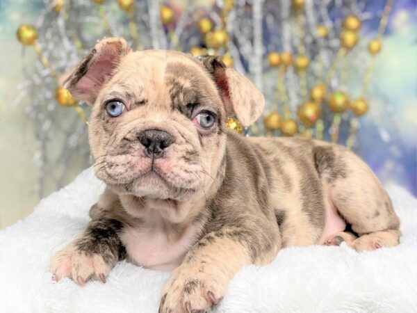 French Bulldog DOG Male Blue Merle 2245 Petland Lancaster, Ohio