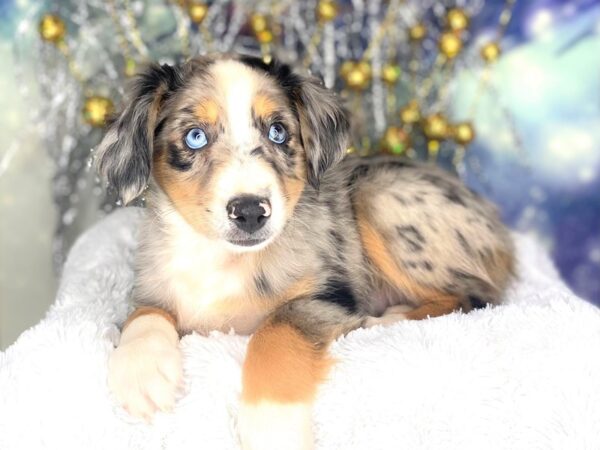 Miniature American Shepherd-DOG-Female-Blue Merle-2246-Petland Lancaster, Ohio