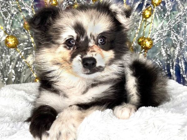 Pomeranian DOG Female Blue Merle 2260 Petland Lancaster, Ohio