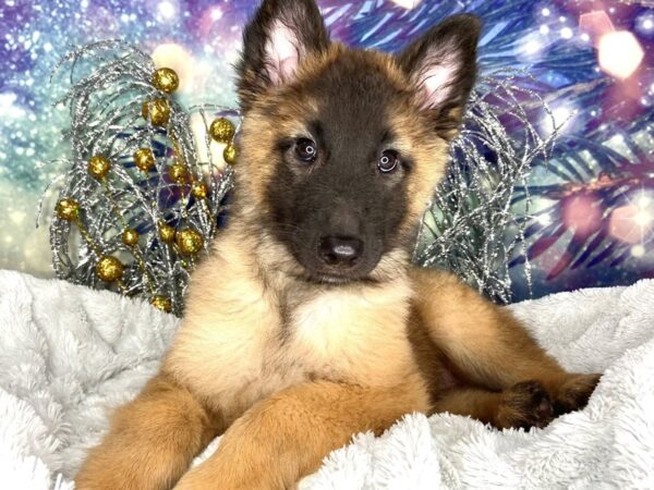 Belgian Tervuren DOG Male Mahogany / Black 2259 Petland Lancaster, Ohio