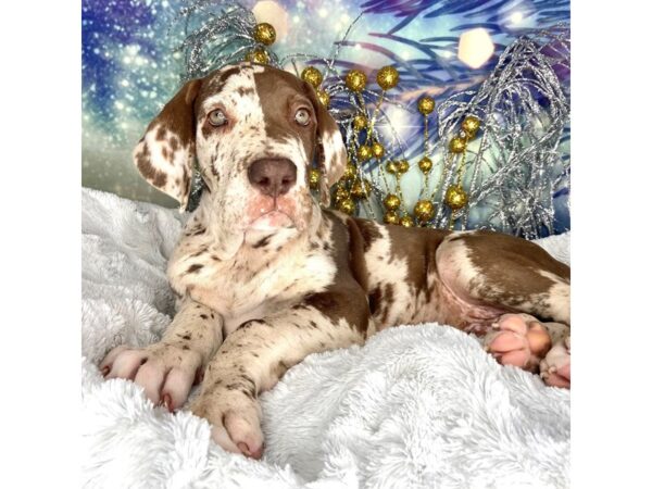 Great Dane DOG Male Chocolate Merle 2257 Petland Lancaster, Ohio