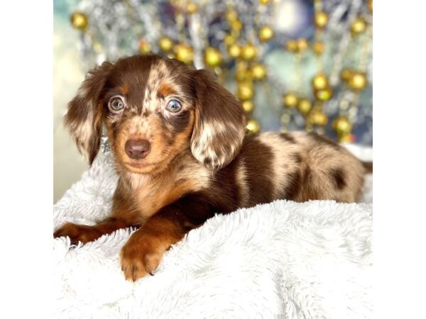 Dachshund DOG Female Chocolate / Tan 2255 Petland Lancaster, Ohio