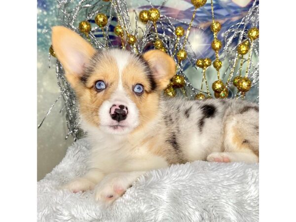 Pembroke Welsh Corgi-DOG-Female-Blue Merle / White-2251-Petland Lancaster