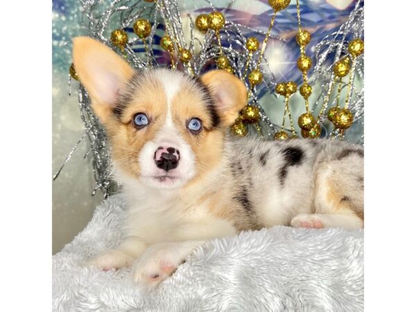 Pembroke Welsh Corgi-DOG-Female-Blue Merle / White-2251-Petland Lancaster, Ohio