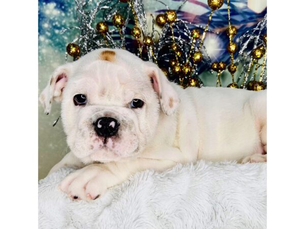 English Bulldog-DOG-Male-Red-2249-Petland Lancaster, Ohio