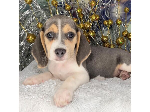 Beagle DOG Male blue wht tn 2273 Petland Lancaster, Ohio