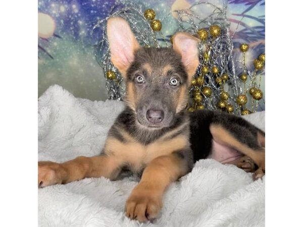 German Shepherd DOG Female Blue / Tan 2272 Petland Lancaster, Ohio