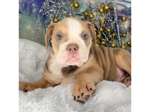 Olde Bulldog DOG Male Blue fawn / White 2271 Petland Lancaster, Ohio