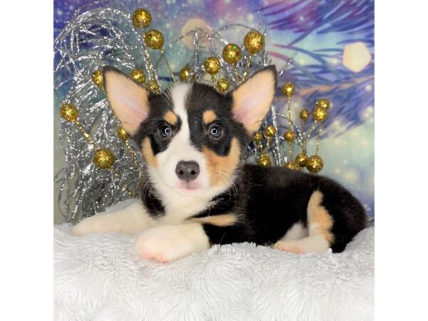 Pembroke Welsh Corgi-DOG-Female-Tri-Colored-2270-Petland Lancaster