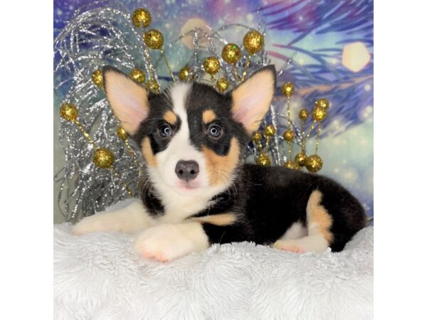 Pembroke Welsh Corgi-DOG-Female-Tri-Colored-2270-Petland Lancaster, Ohio