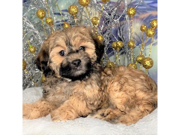 Havapoo DOG Female Cafe Au Lait 2269 Petland Lancaster