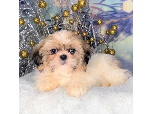 Shih Tzu DOG Female Sable and white 2267 Petland Lancaster, Ohio