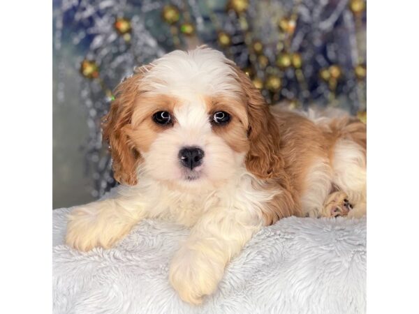 Cavapoo DOG Female Blenheim and white 2266 Petland Lancaster, Ohio