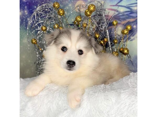 HuskieMoe DOG Male BLK WHITE 2264 Petland Lancaster