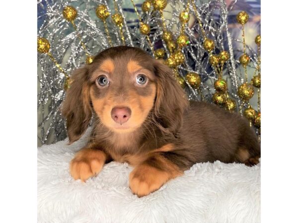 Dachshund DOG Female Chocolate / Tan 2262 Petland Lancaster, Ohio