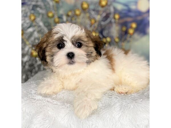 Teddy Bear-DOG-Female-Brown/White-2268-Petland Lancaster, Ohio