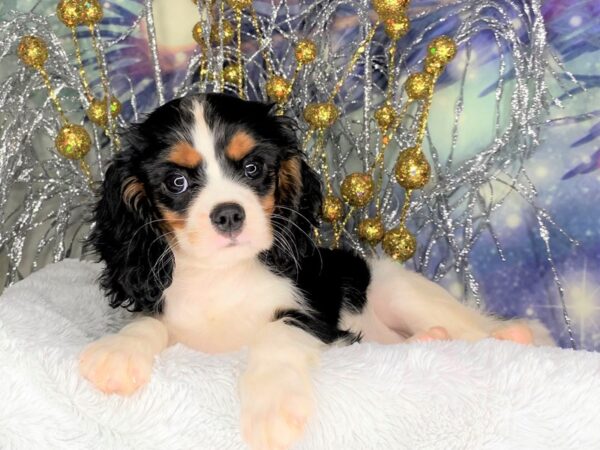 Cavalier King Charles Spaniel DOG Female Black White / Tan 2279 Petland Lancaster, Ohio