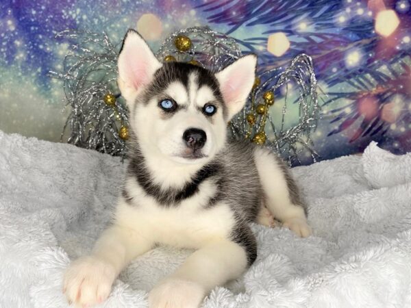 Siberian Husky DOG Female black and white 2282 Petland Lancaster, Ohio