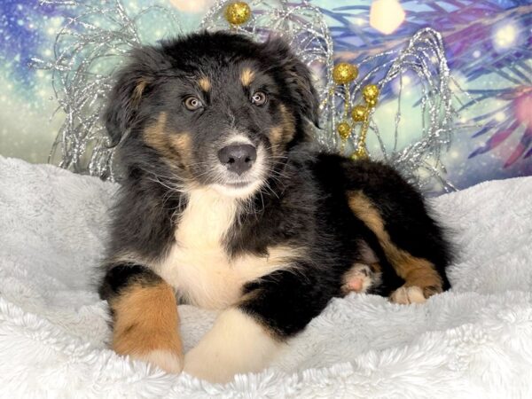 Australian Shepherd-DOG-Female-Black Tan / White-2287-Petland Lancaster, Ohio