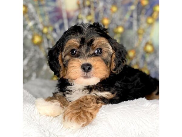 Yorkiepoo DOG Male blk white and tan 2286 Petland Lancaster, Ohio