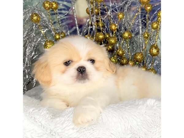 Pekingese DOG Female cream and white 2285 Petland Lancaster