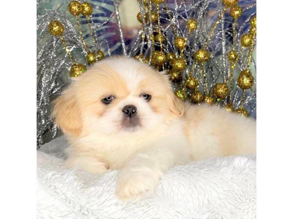 Pekingese DOG Female cream and white 2285 Petland Lancaster, Ohio