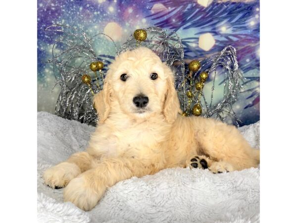 Goldendoodle-DOG-Female-cream-2284-Petland Lancaster, Ohio