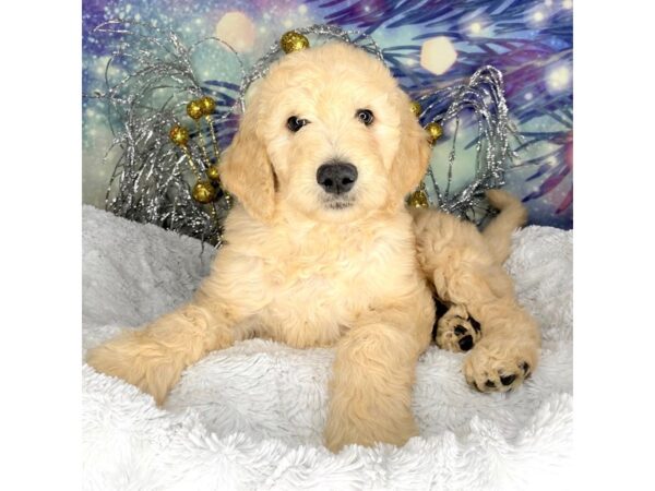 Goldendoodle-DOG-Male-cream-2283-Petland Lancaster, Ohio