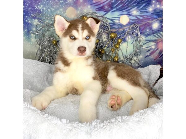 Siberian Husky DOG Male red and white 2281 Petland Lancaster, Ohio