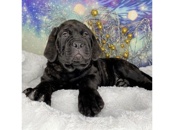 Italian Bullmastiff DOG Female Brindle 2280 Petland Lancaster